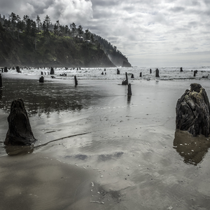 Neskowin Ghost Forest