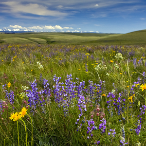 Zumwalt Prairie